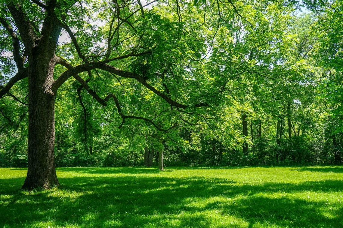 Blanche Hull Park in the summer