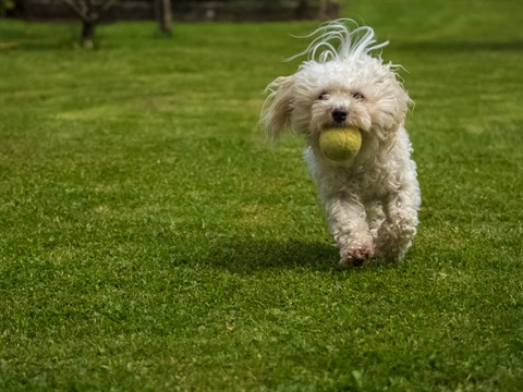 A photo of a small white dog running across a grass field with a tennis ball.
