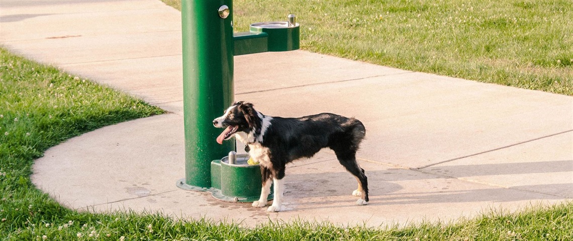 Fairmount Dog Park